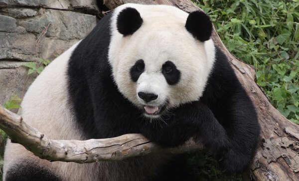 Panda haqida 31 ta qiziqarli fakt